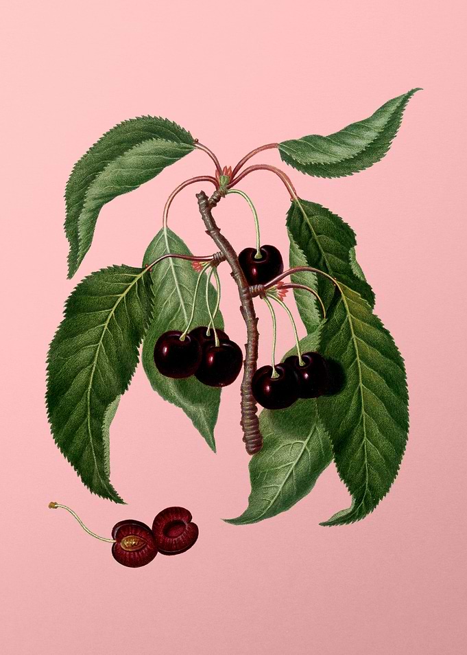 Vintage Cherry on Pink Art