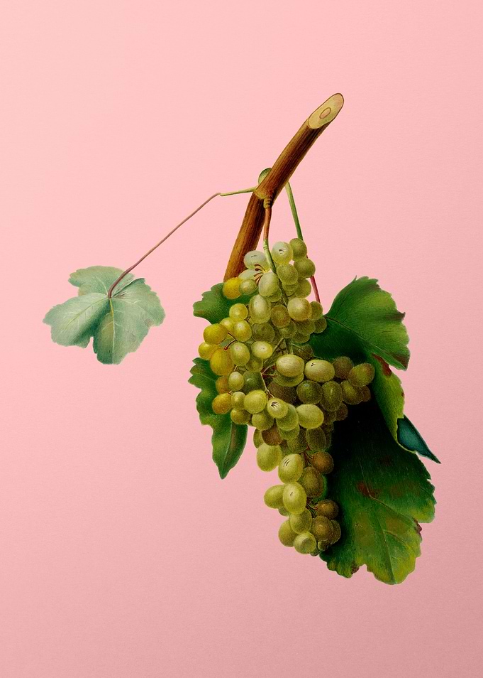 Vintage Grapes Art on Pink