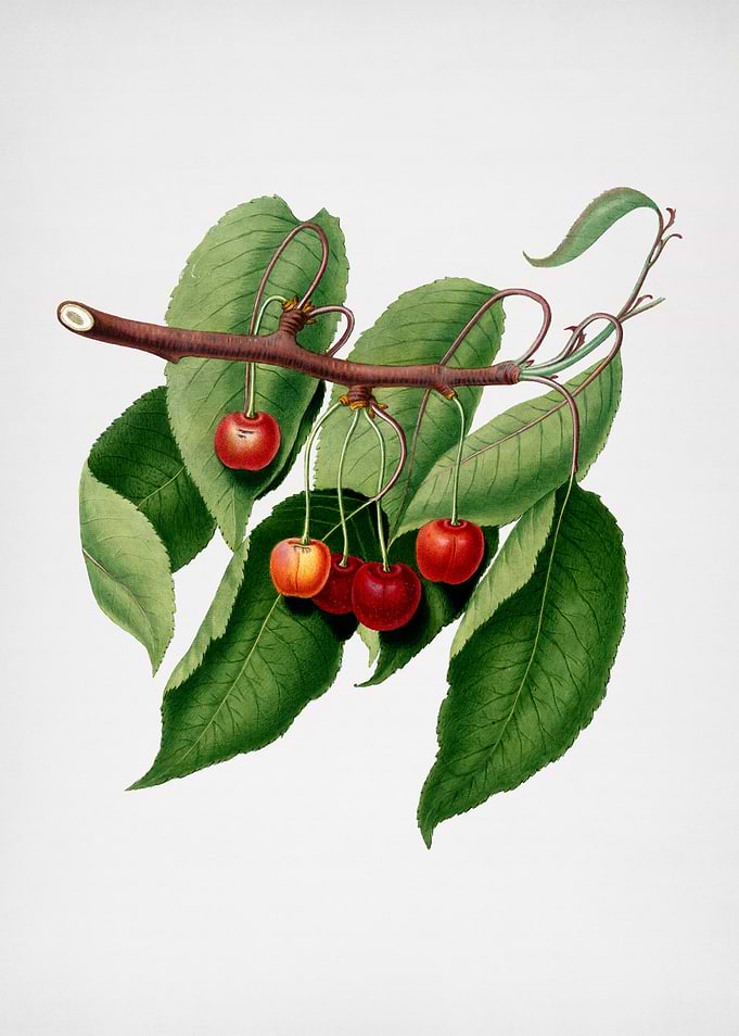 Vintage Cherry Fruit Flora