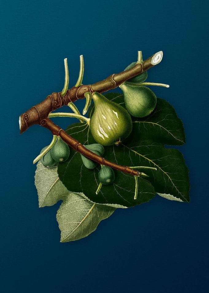 Vintage Figs Illustration