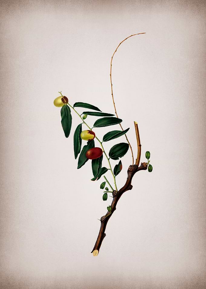 Vintage Jujube Fruit
