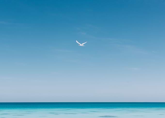 Bird in Blue Serenity