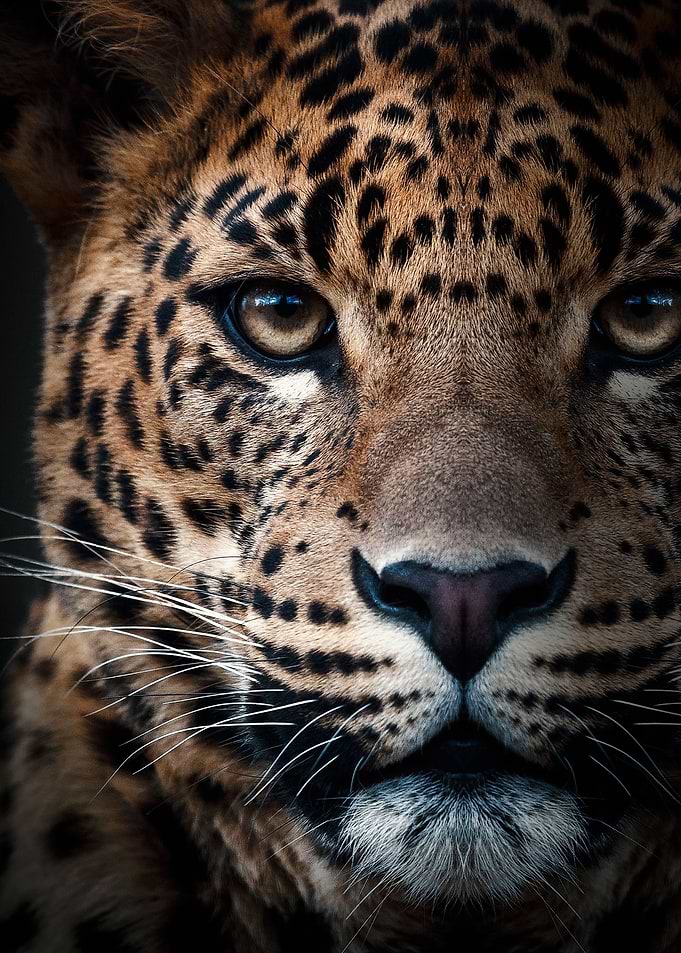 leopard face poster