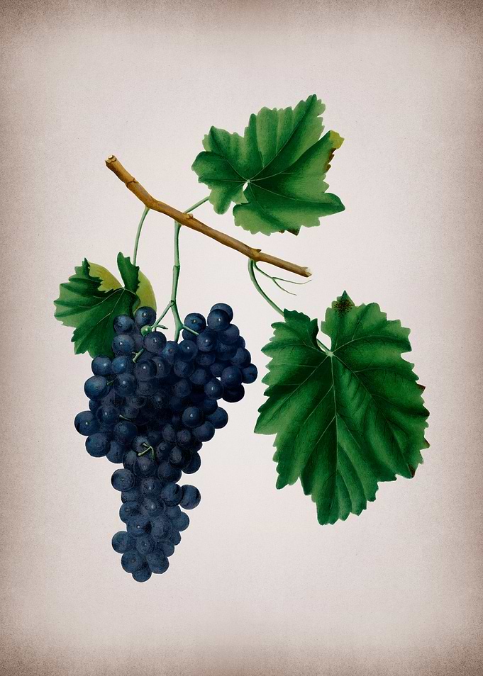 Vintage Lacrima Grapes Art
