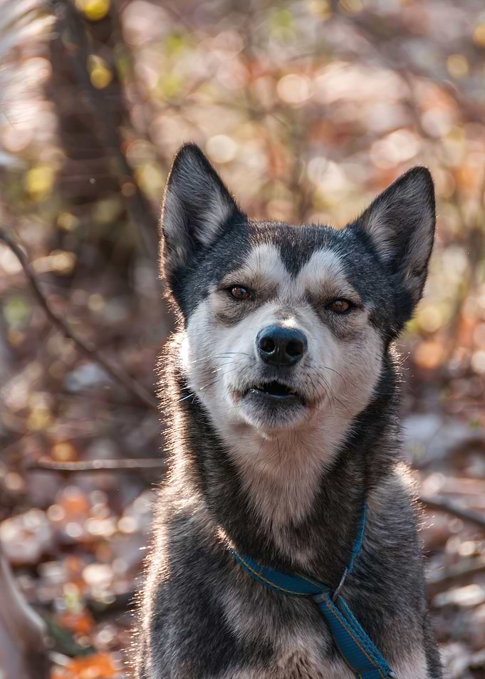 Portrait of a sleddog