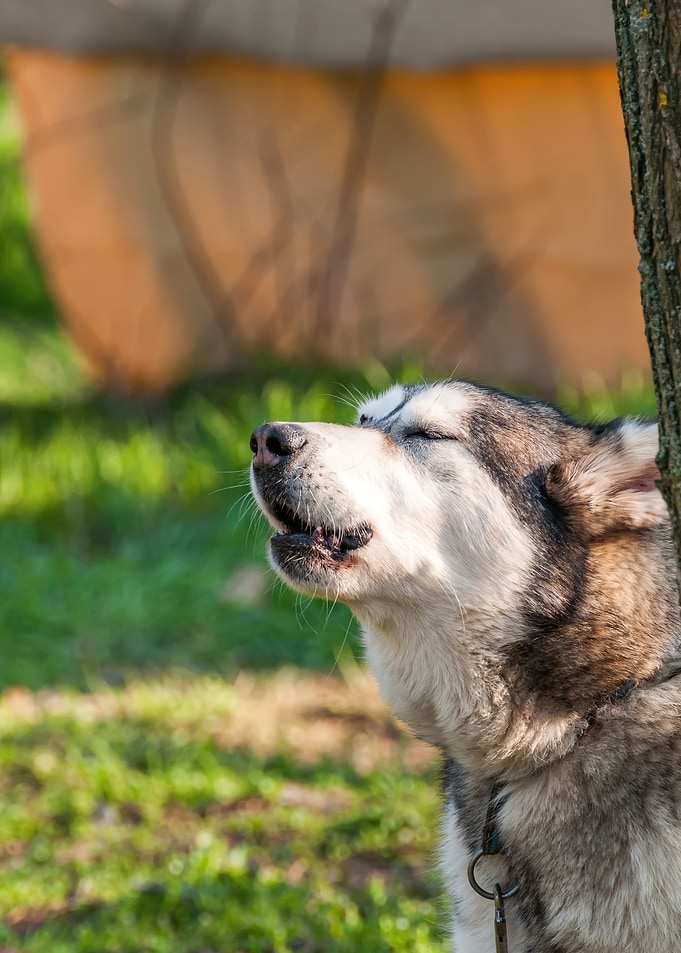 Portrait of a sleddog