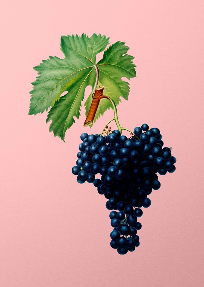 Vintage Grapes Art on Pink