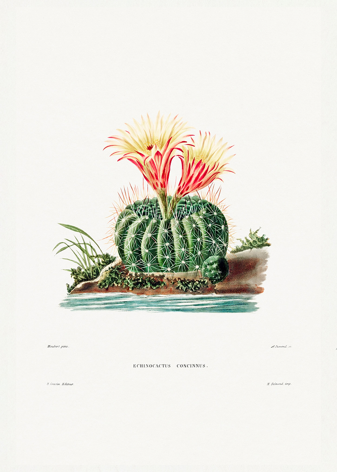 Sun Cup Cactus