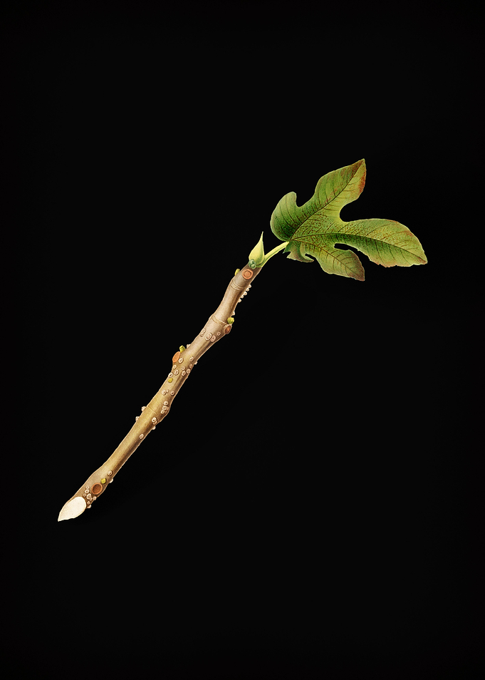 Vintage Fig Branch Poster