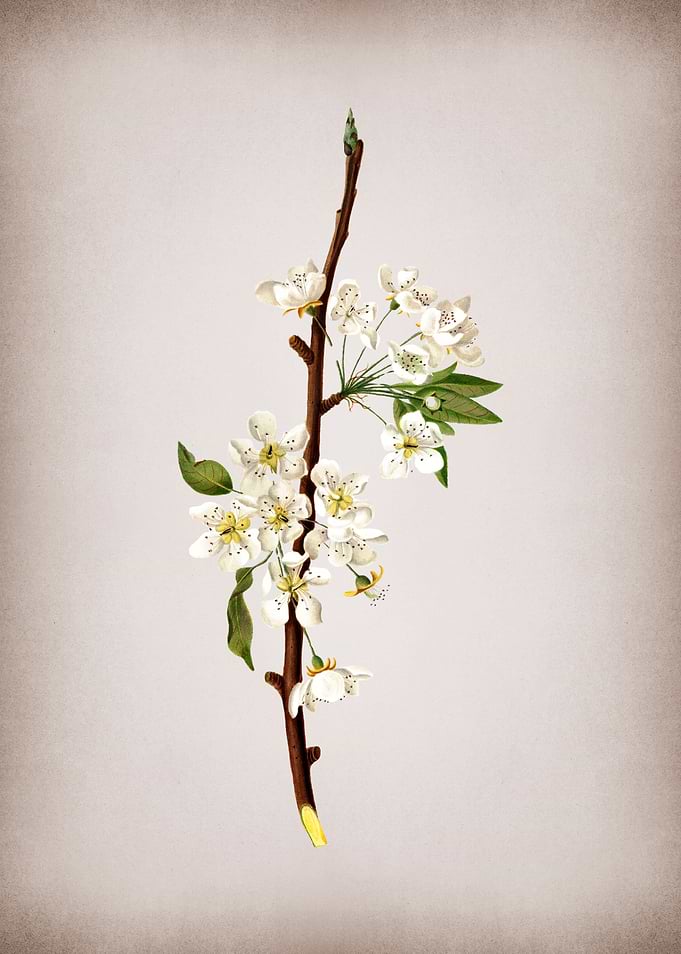 Vintage Musky Pear Flower