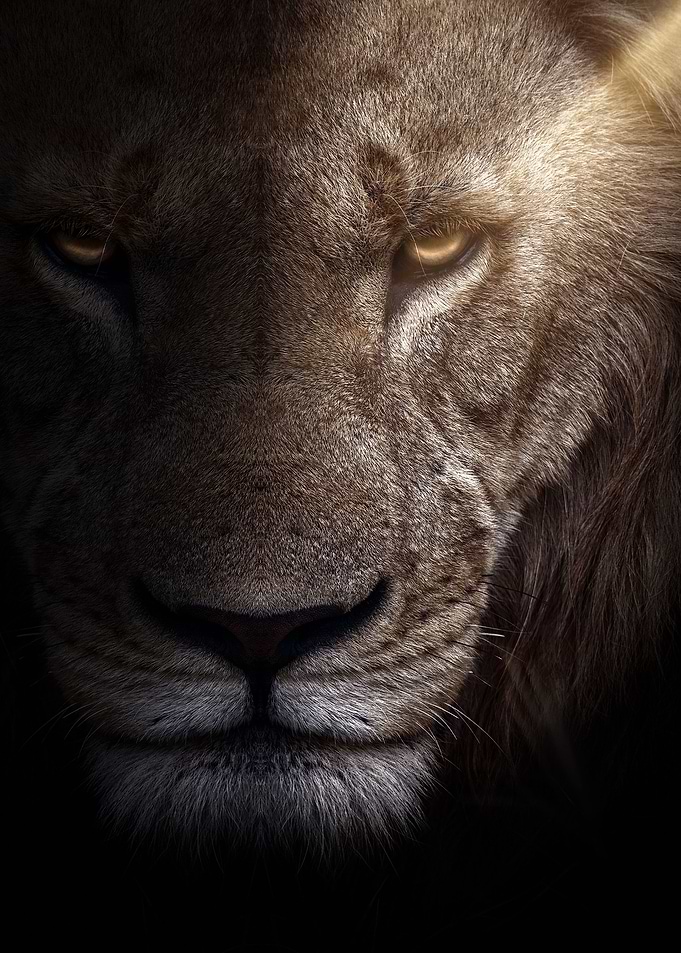 lion king face art poster