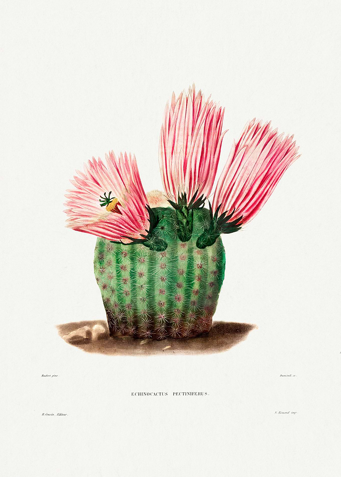 Rainbow Cactus