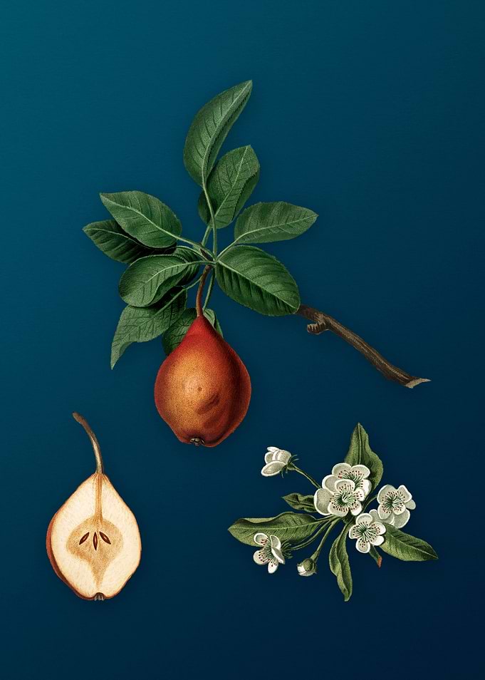Vintage Fruit Illustration