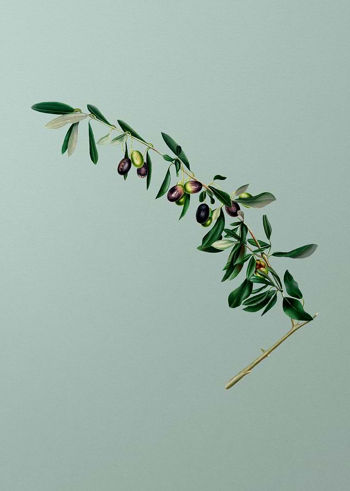 Vintage Olives Fruit Art
