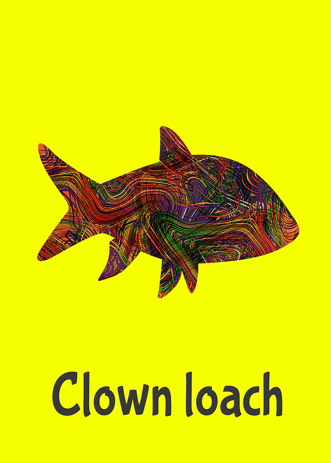 Angelfish