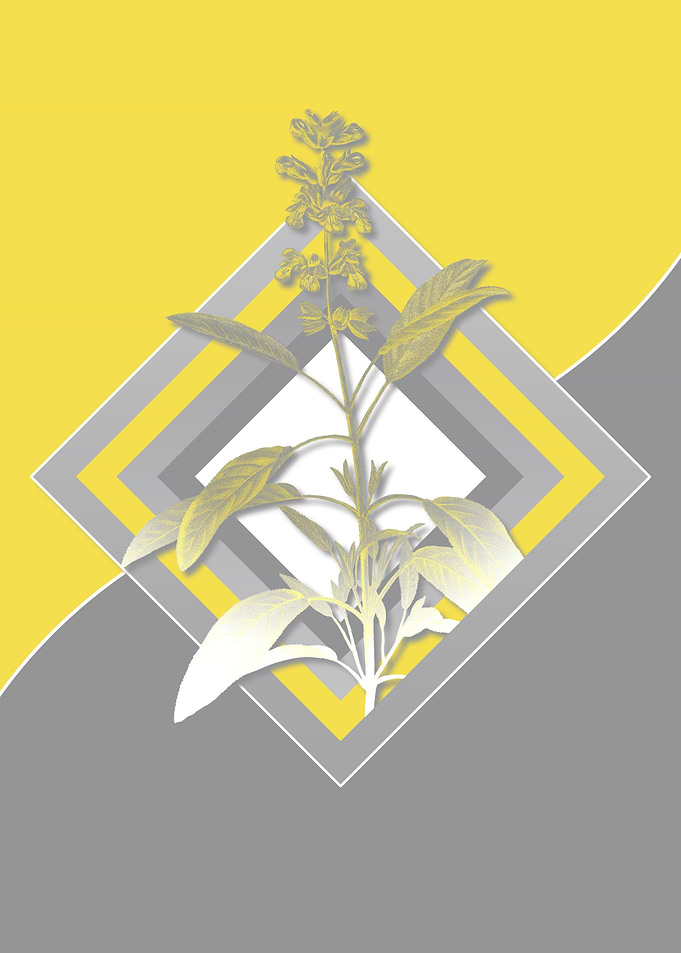 Grey and Yellow Sage Flora