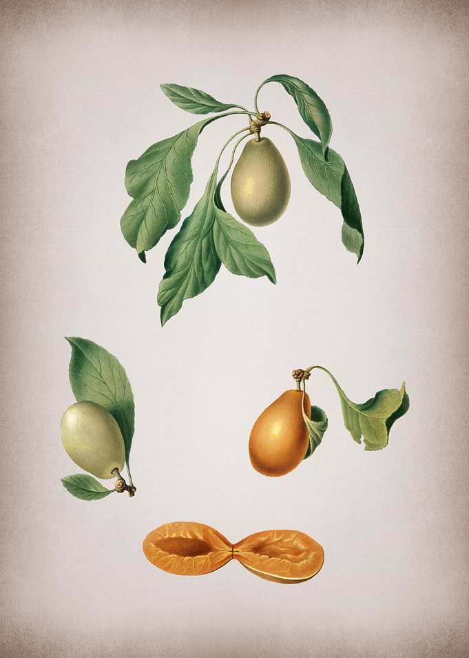 Vintage Prune Illustration