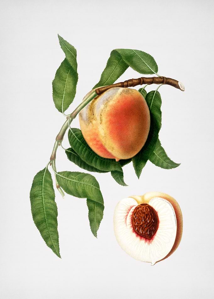 Vintage Peach Illustration