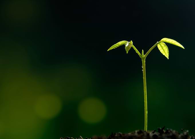 Seeding in nature