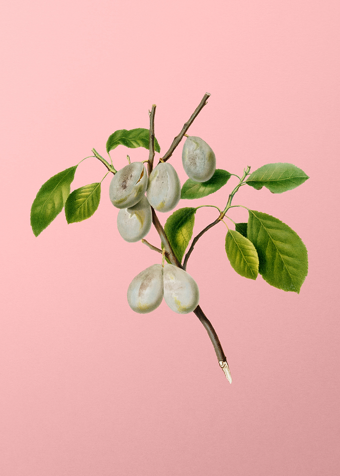 Vintage Plum Fruit on Pink