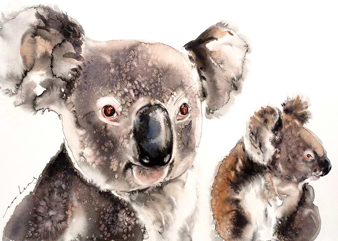 Koala Kinship