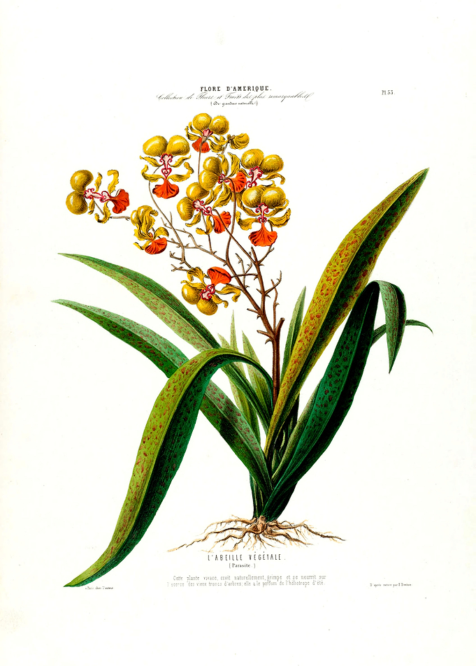 L Abeille Vegetale Floral