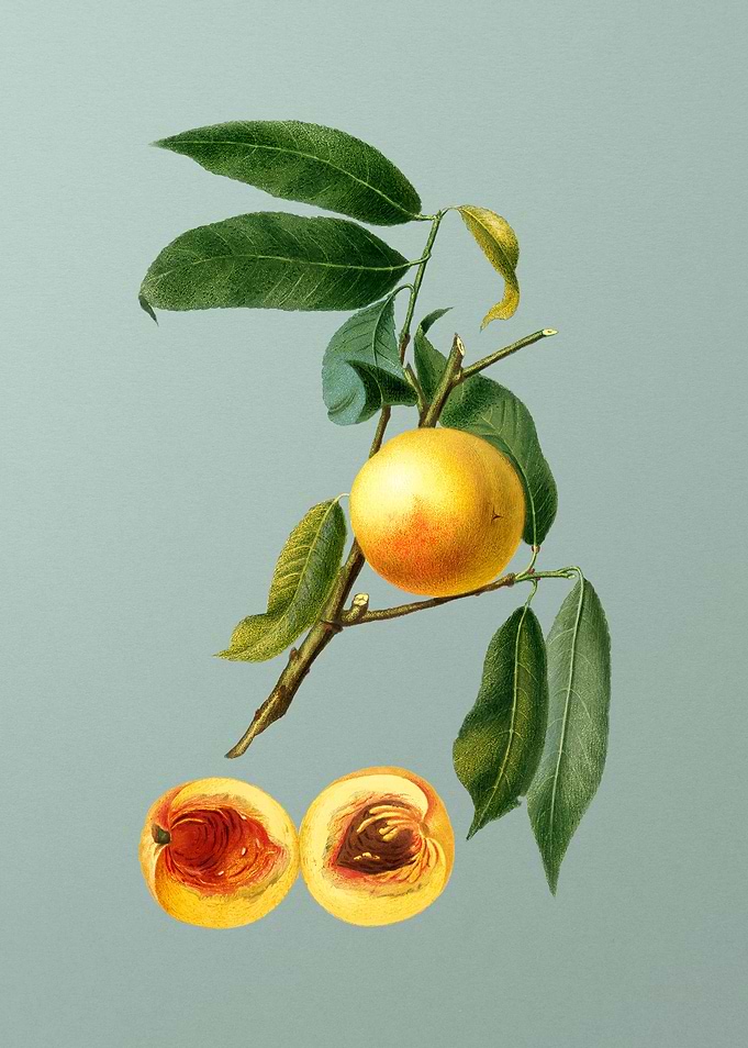 Vintage Peach Fruit Poster
