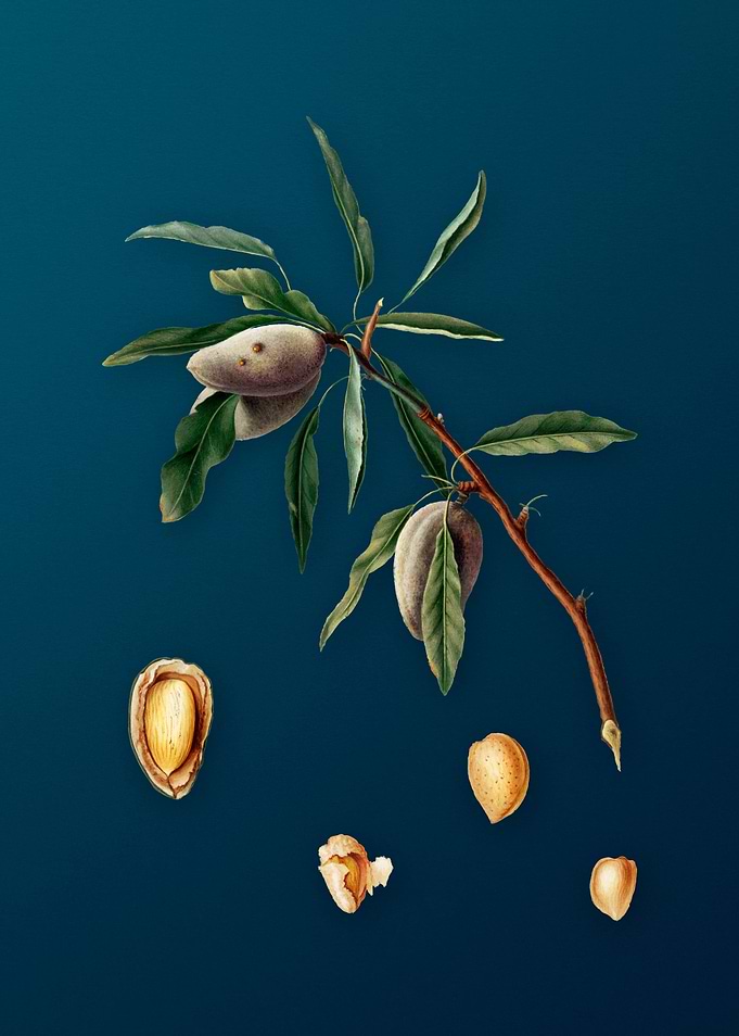 Vintage Almond Fruit Teal