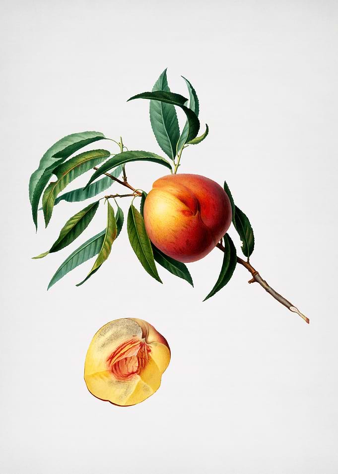 Vintage Peach Illustration