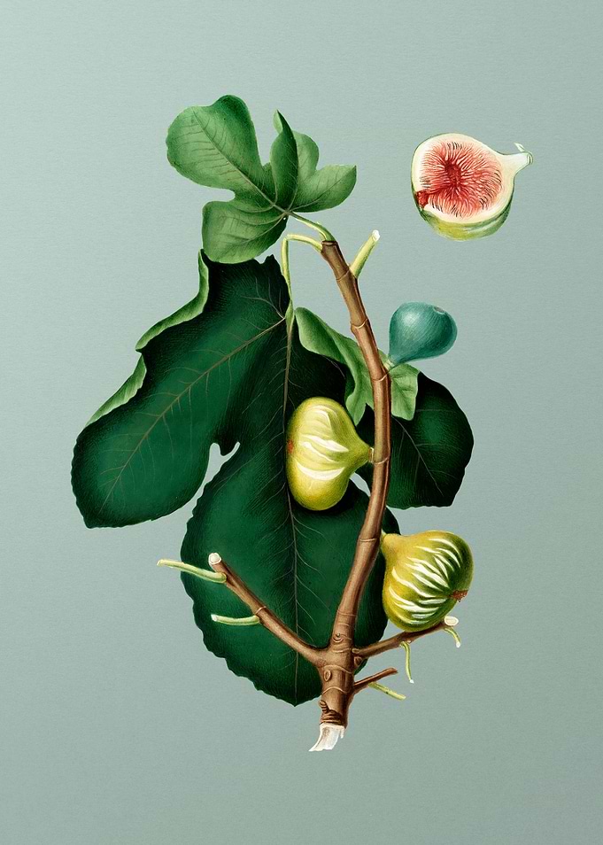 White Fig Botanical Poster
