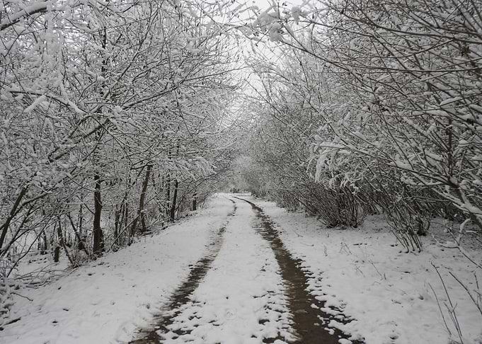 Winter scenery after snow