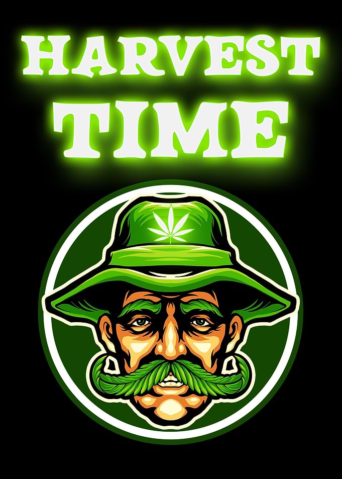 Cannabis Weed Marihuana