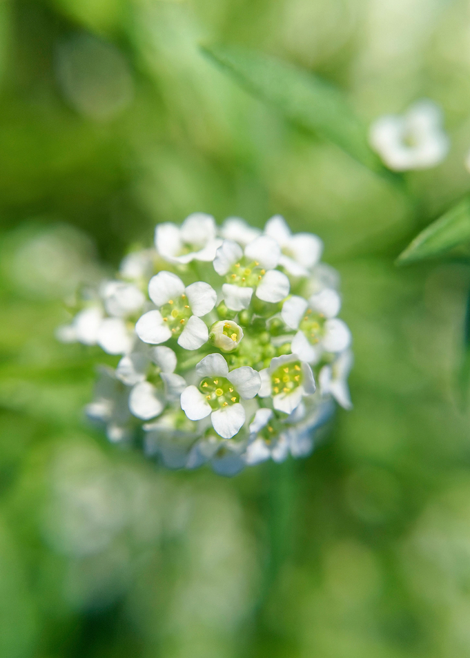 White flowers
