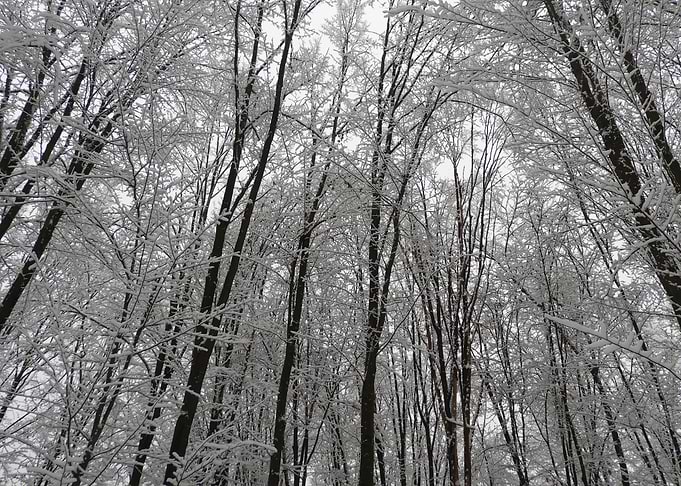 Winter scenery after snow