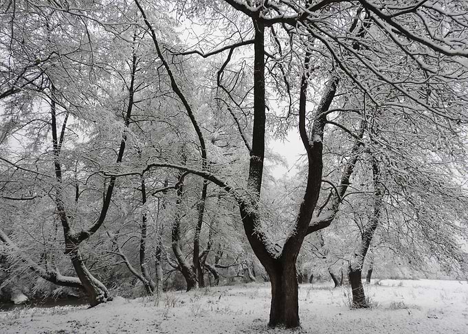 Winter scenery after snow