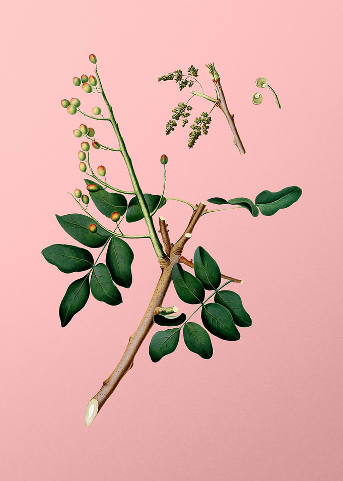 Vintage Pistachio Fruit