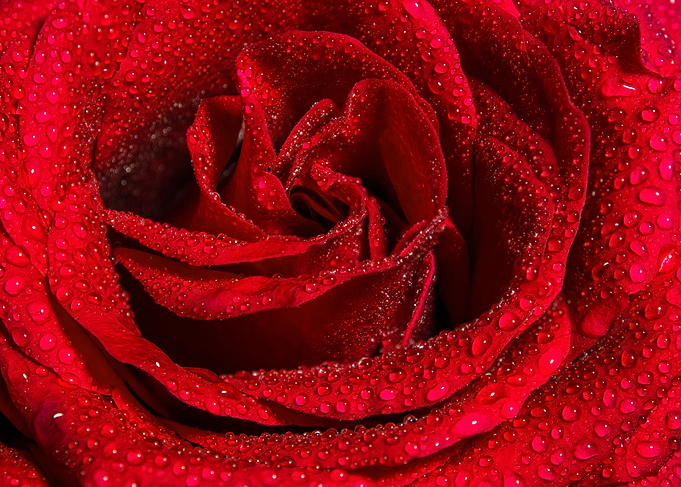 Fullframe Rose