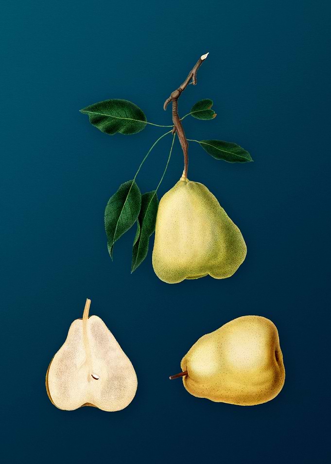 Vintage Fruit Illustration