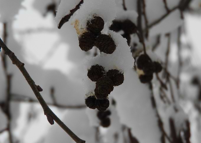 Winter scenery after snow