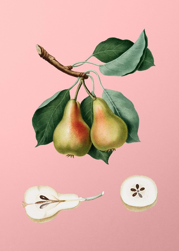 Vintage Pear Fruit on Pink
