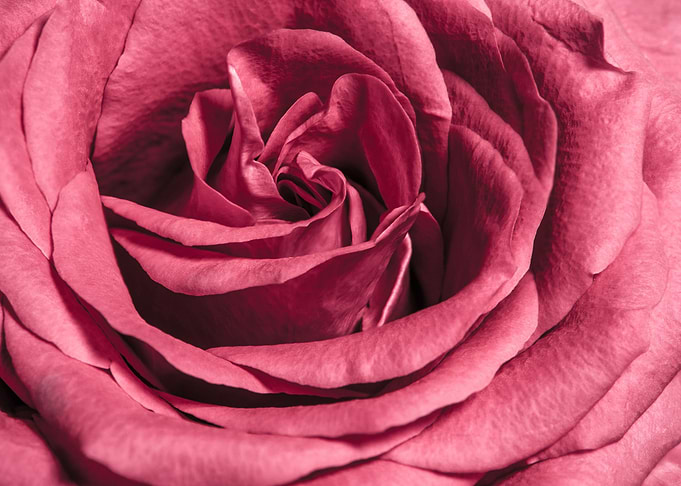 Fullframe Rose