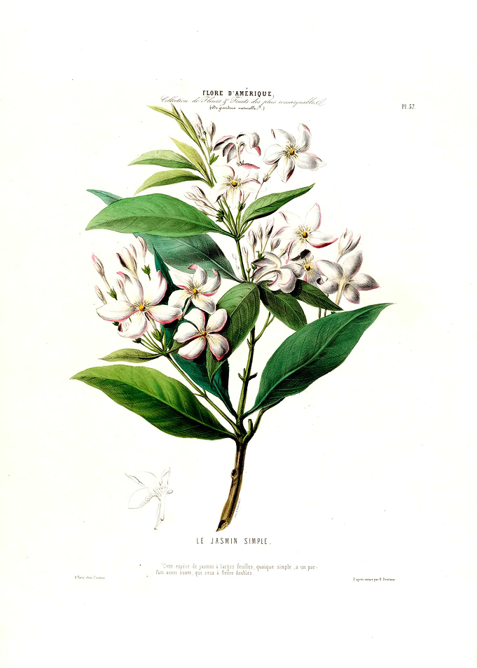 Vintage Le Jasmine Simple