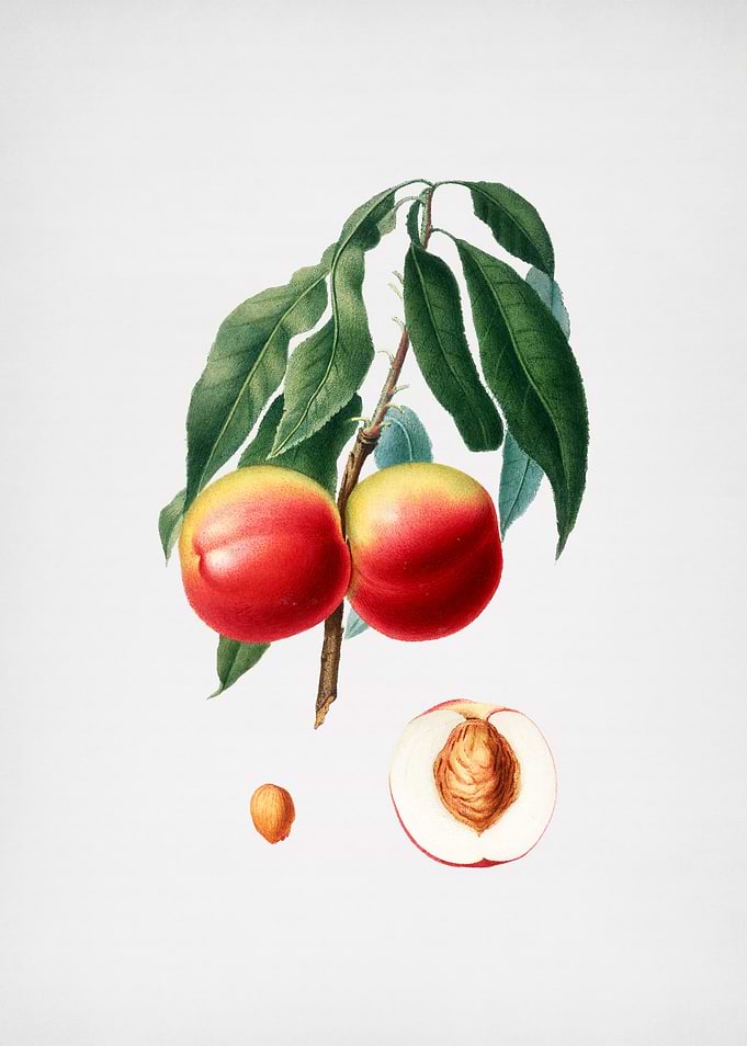 Vintage Peach Illustration