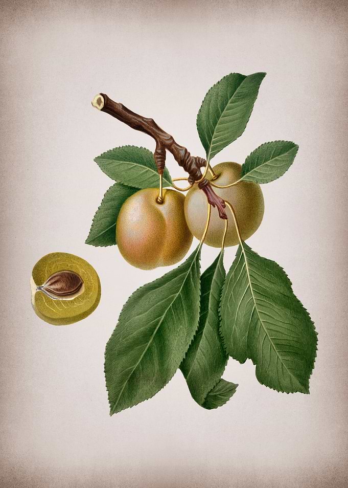 Vintage Prune Illustration