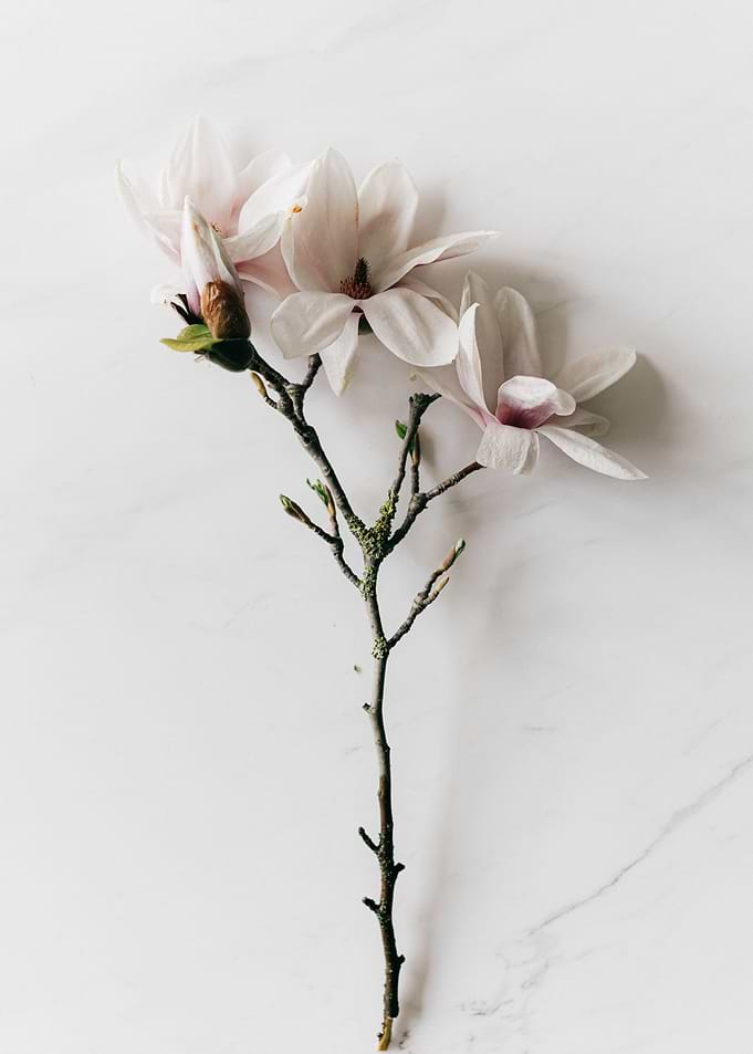 White Bloom