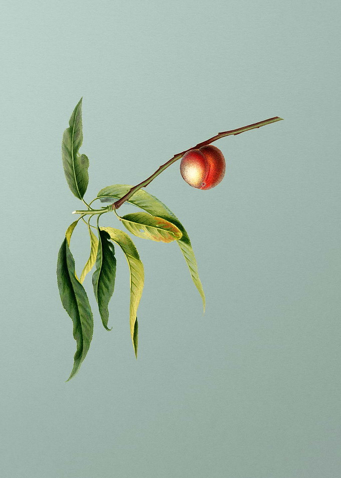 Vintage Peach Fruit Poster