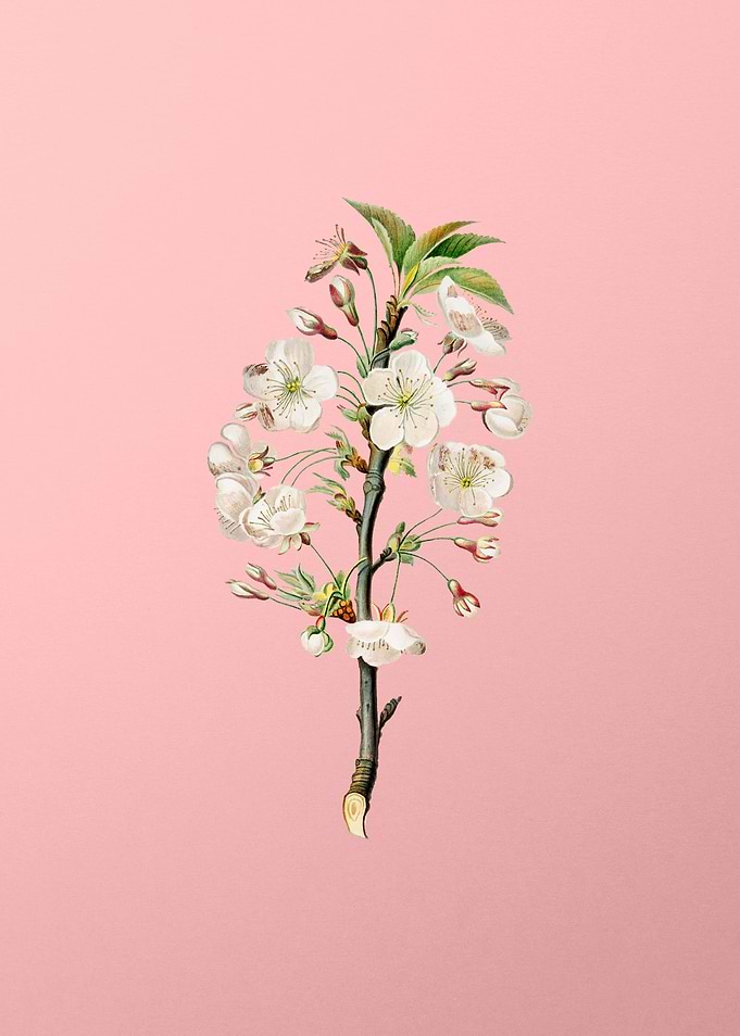 Vintage Pear Tree Flowers
