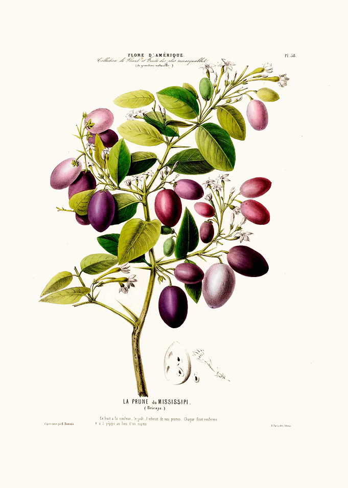 La Prune Du Mississippi