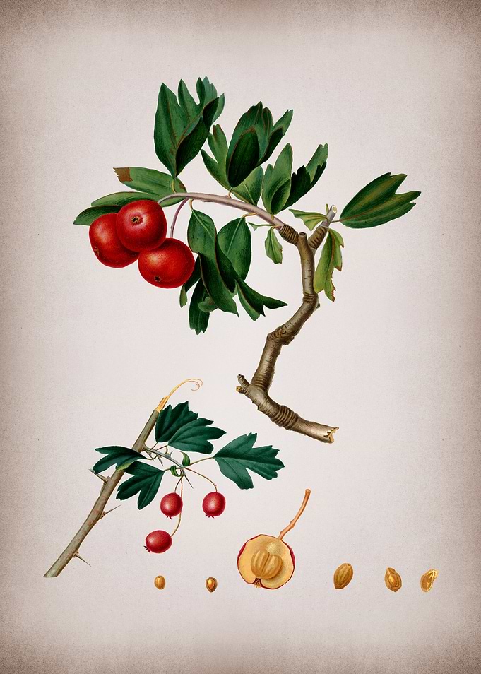 Vintage Prune Illustration