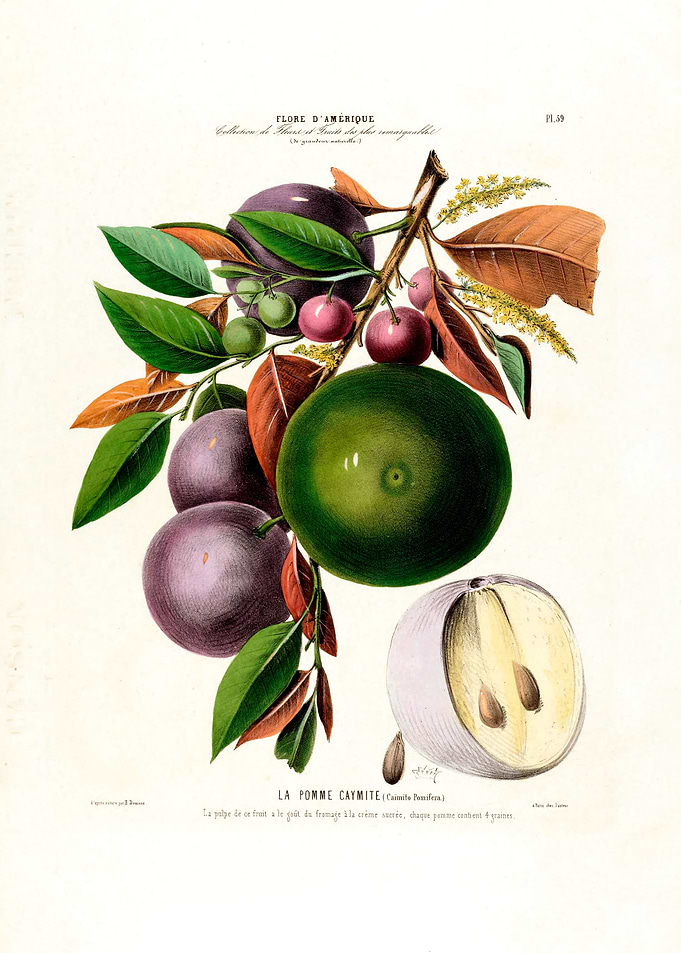 Vintage La Pomme Caymite